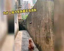 休斯顿火箭之龙套也疯狂